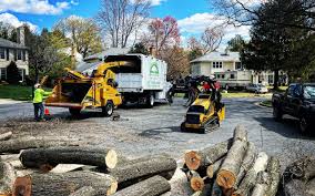 Professional Tree Services in Interlachen, FL