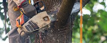 Best Tree Trimming and Pruning  in Interlachen, FL